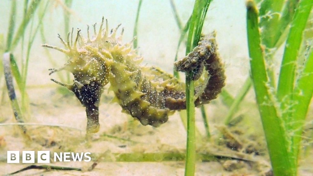 Breeding seahorses delay Weymouth harbour wall repairs