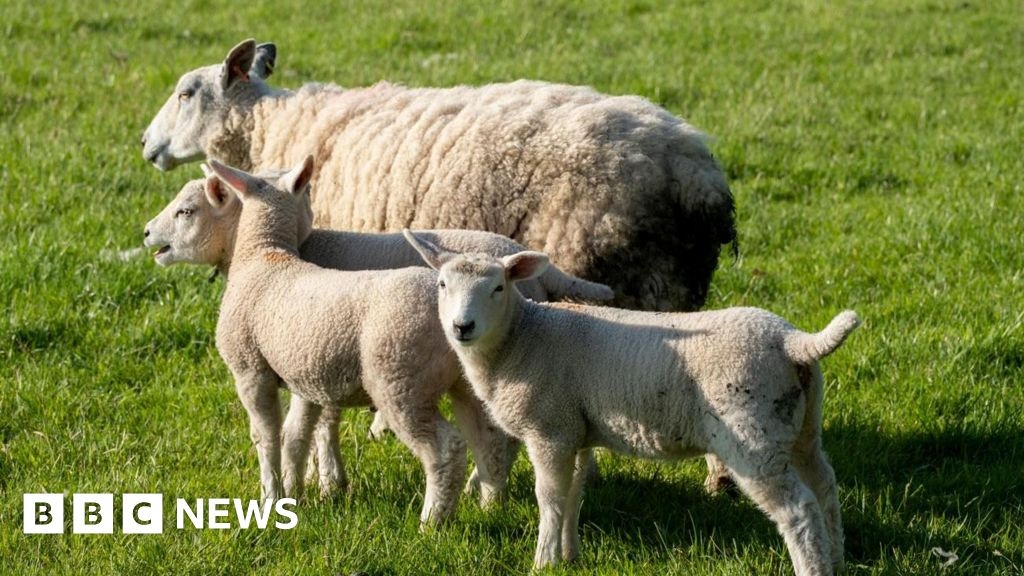 Bluetongue restrictions' impact on Oswestry Show planning