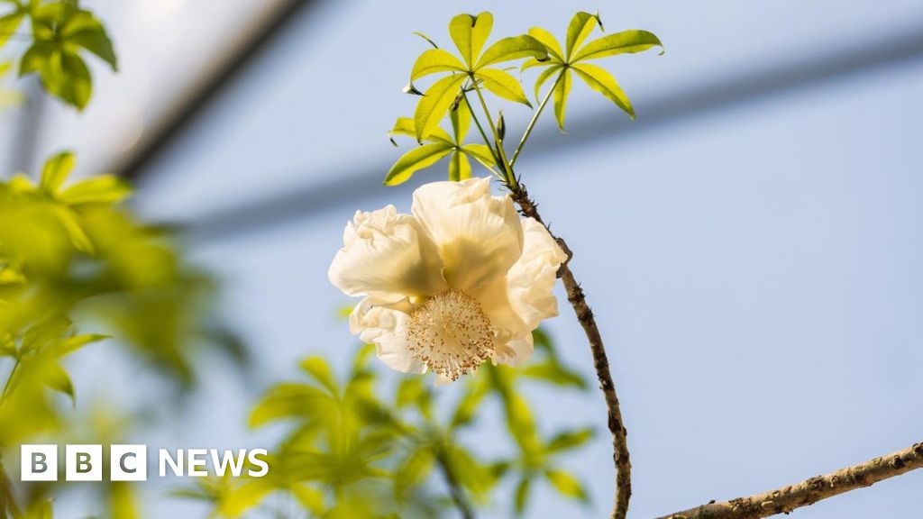 African baobab tree blooms at Eden Project