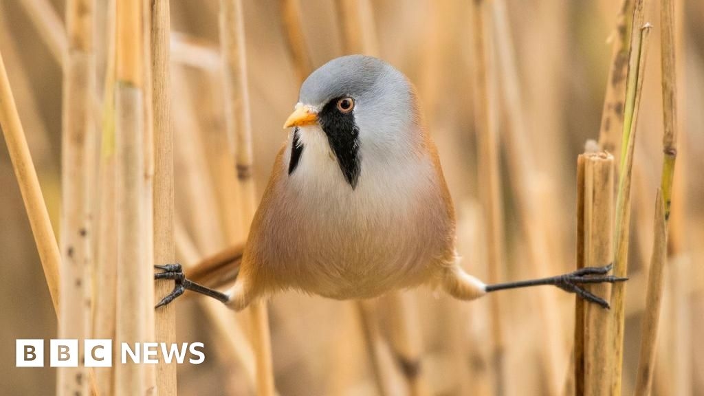 East Yorkshire nature reserve enjoys resurgence of bearded tits