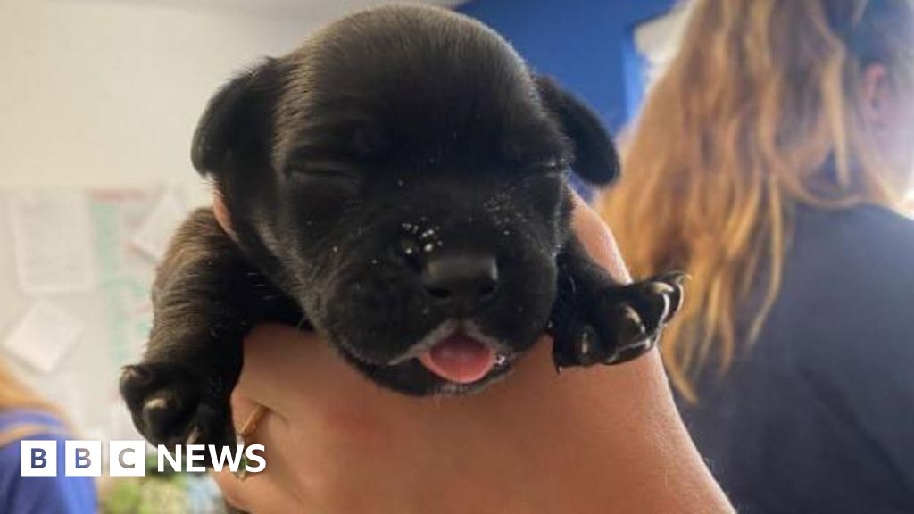 Puppies dumped in graveyard 'lucky to survive hot weather'