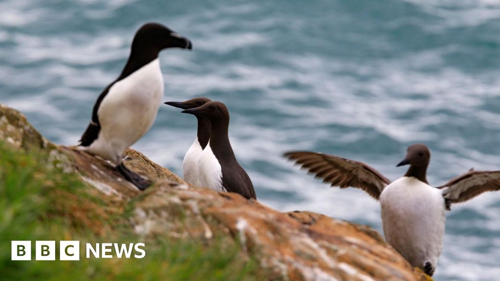 Bird flu confirmed as Ceredigion council warns public