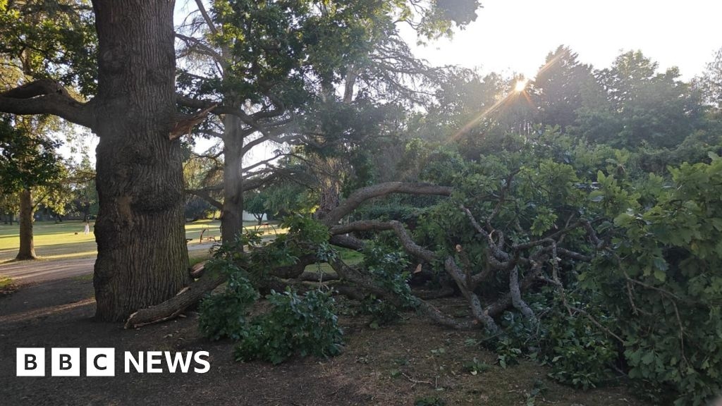 Sudden Branch Drop Syndrome warnings issued in north-west London