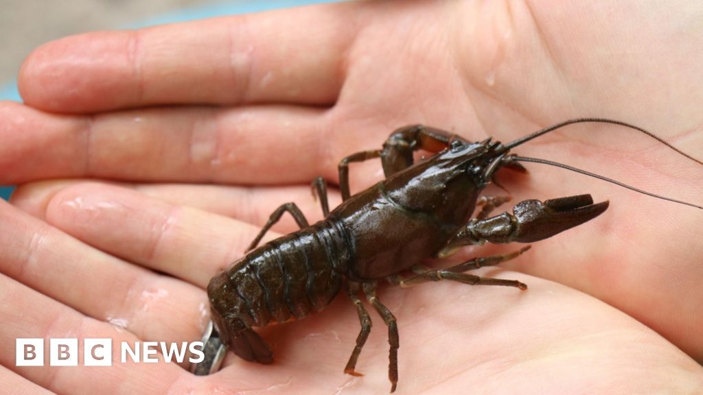 Invasive crayfish will never be eradicated says water firm
