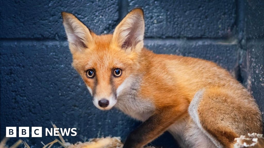 Fox cub found choking to death in Basildon school football net