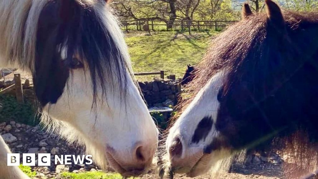 Invasive poisonous ragwort 'threatens' horses at riding school