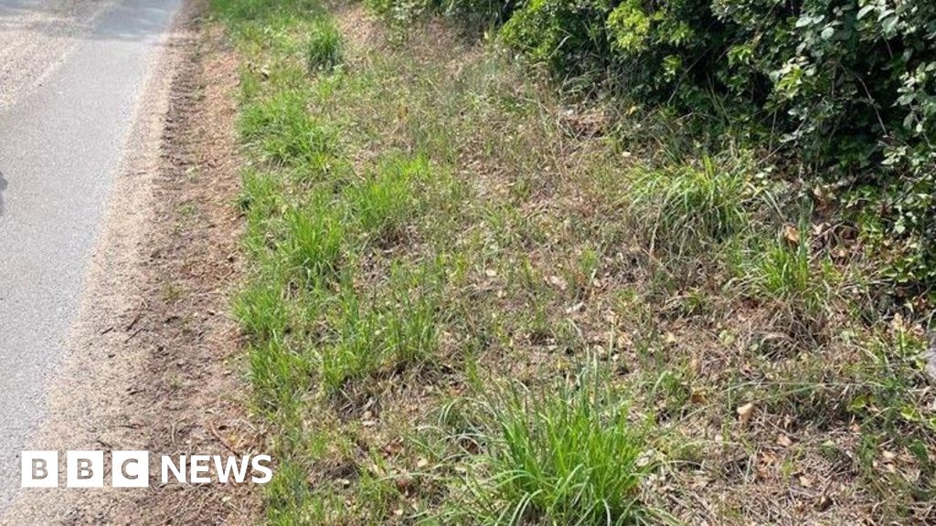 Eleven dead newborn puppies found by road near Dereham