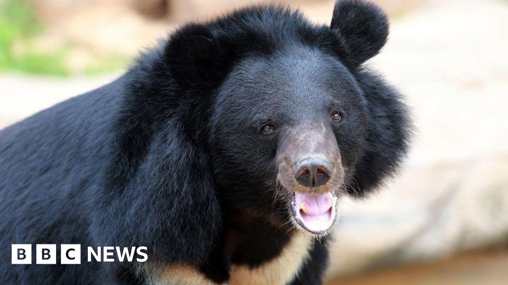 Endangered moon bears arrive at wildlife park in Tenby