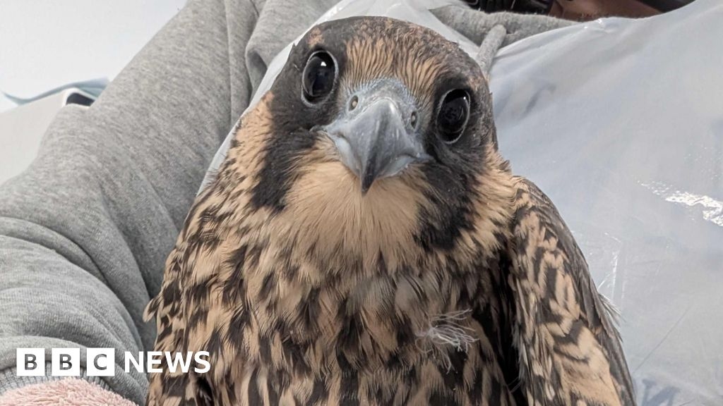 Wildlife rescue charity rescues six baby peregrine falcons