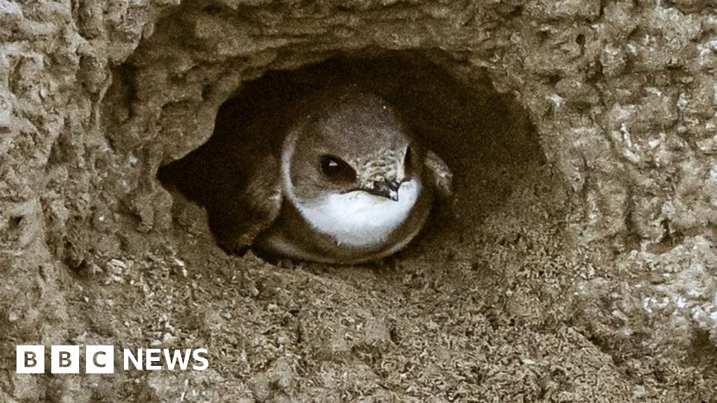 Nene Wetlands sand martin nests vandalism sets back wildlife plan