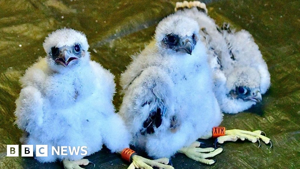 St Albans Cathedral Peregrine Falcon chicks revealed as males