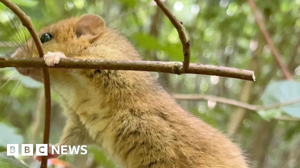 Dormice released into Bradgate Park after vet check-up