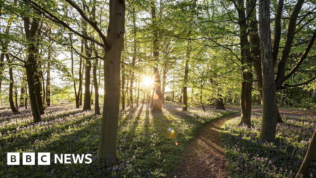 West Berkshire Council imposes TPO for whole woodland