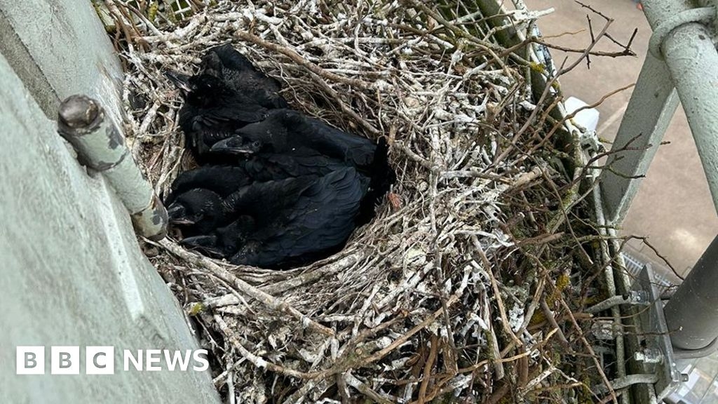 Ravens set up home on Lincolnshire TV and radio mast