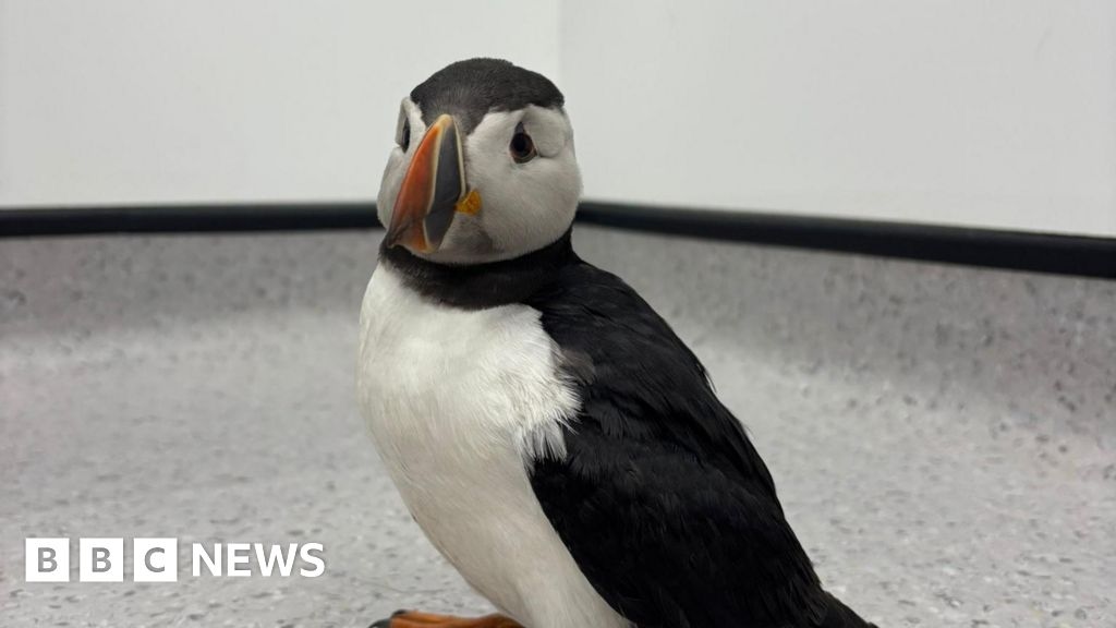 Puffin found roaming in Herefordshire garden