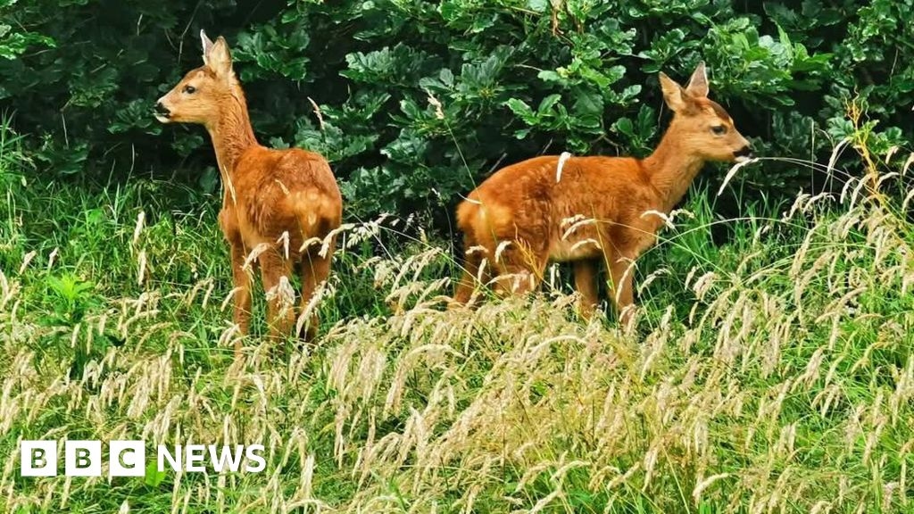 Grass cutting in Bradford parks set to be reduced