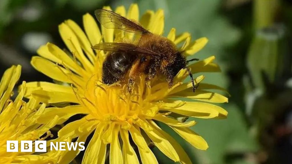 Manx Wildlife Trust's flower bed scheme to support pollinators
