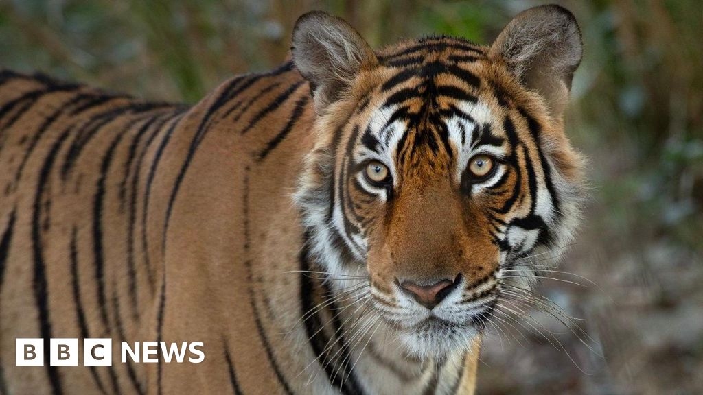 Arrowhead: Remembering India's iconic crocodile-hunting tigress