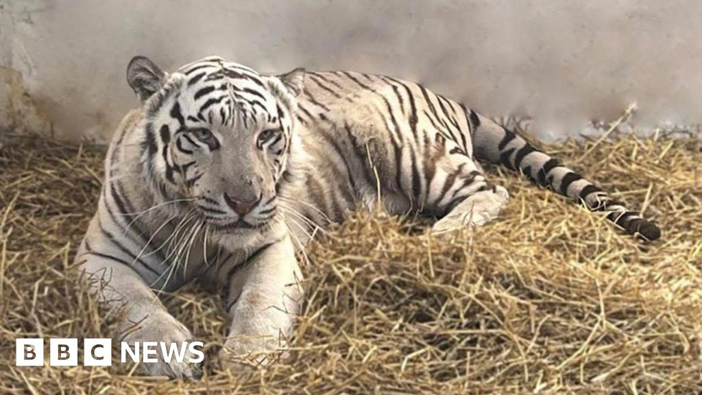 White tiger saved from Ukraine war given new home in Lincolnshire