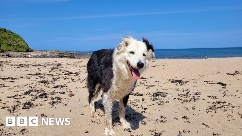 Dog owners in East Yorkshire urged to add What3Words to microchip