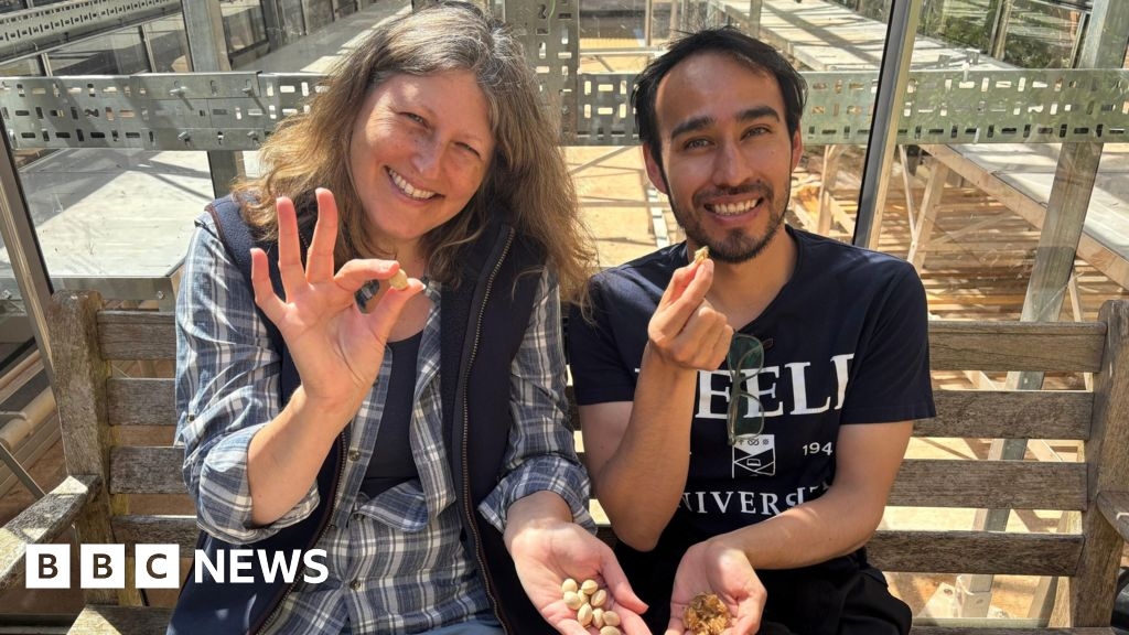 Seeds from Hiroshima ‘survivor trees' growing at Keele University