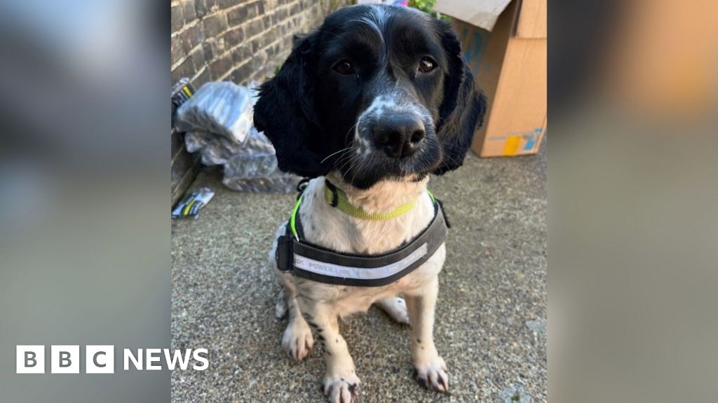 Dog sniffs out illegal vapes and Viagra in Tower Hamlets