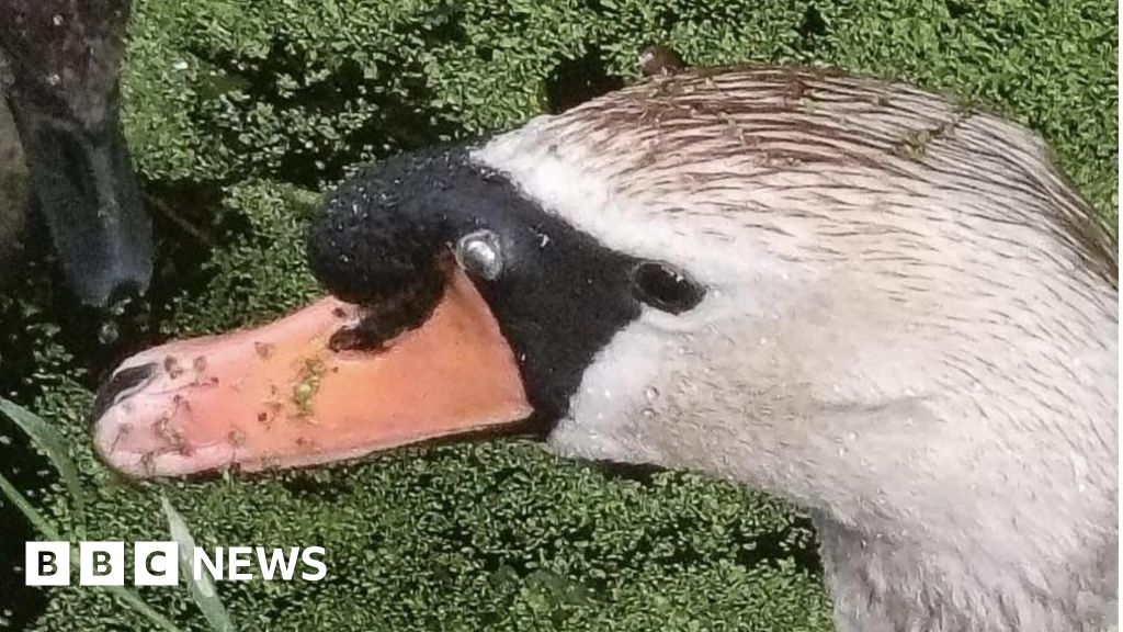 'Violent attacks' in south Wales lead to five swan deaths in Neath