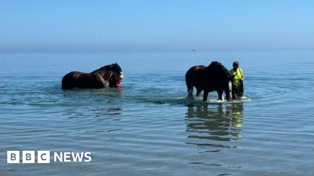 Horses enjoy cooling off with sea dip on trip to beach