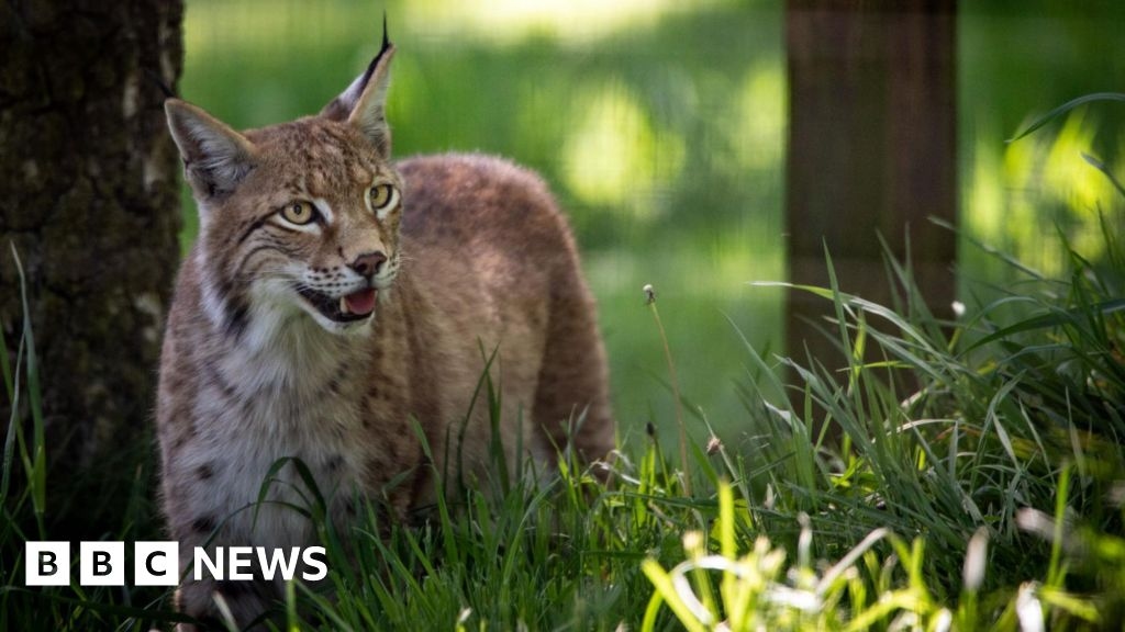 Female lynx that were let loose in Cairngorms given names