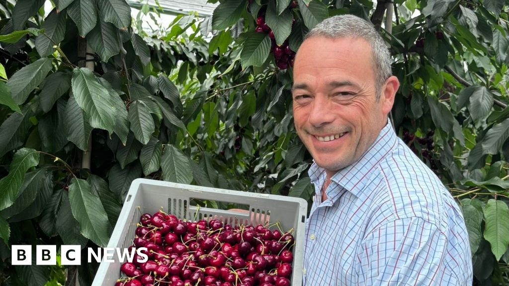 Kent farmer's innovation produces bumper crop of cherries