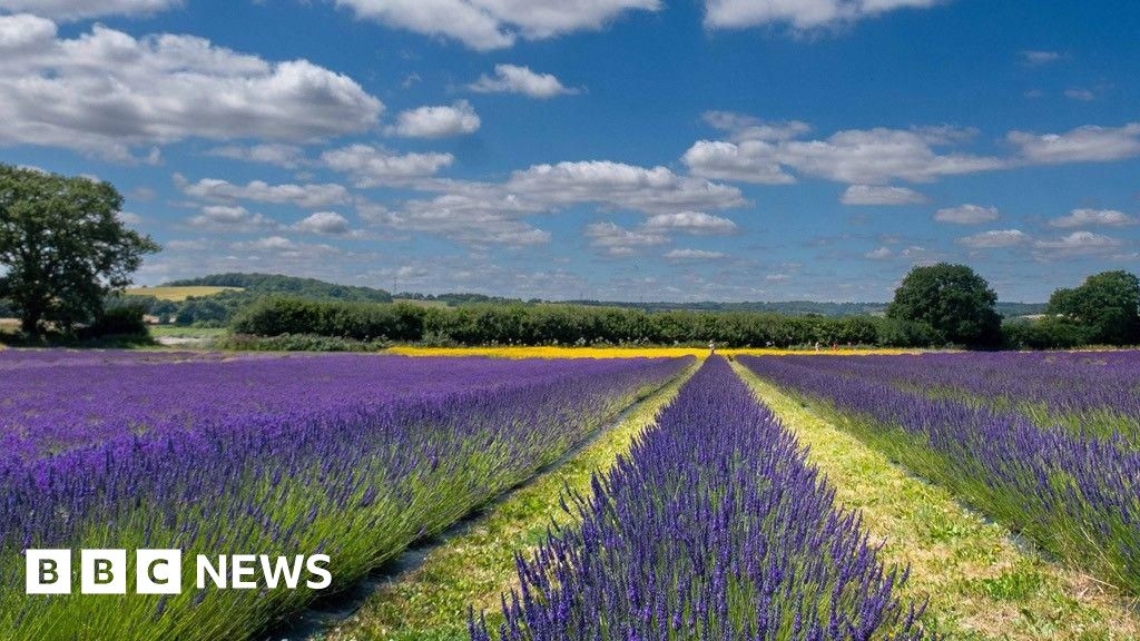 Changing climate affecting Hampshire lavender crops