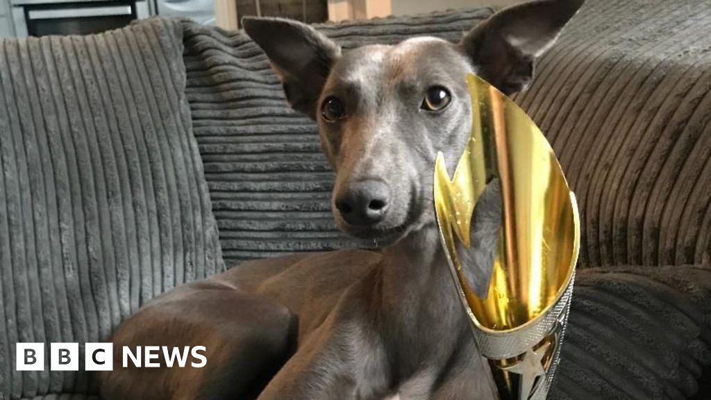 Research fundraiser in Berkshire for 'devastating' dog disease