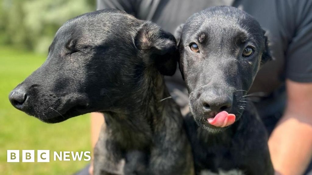 Police pups named as tribute to killed officer PC Rosie Prior