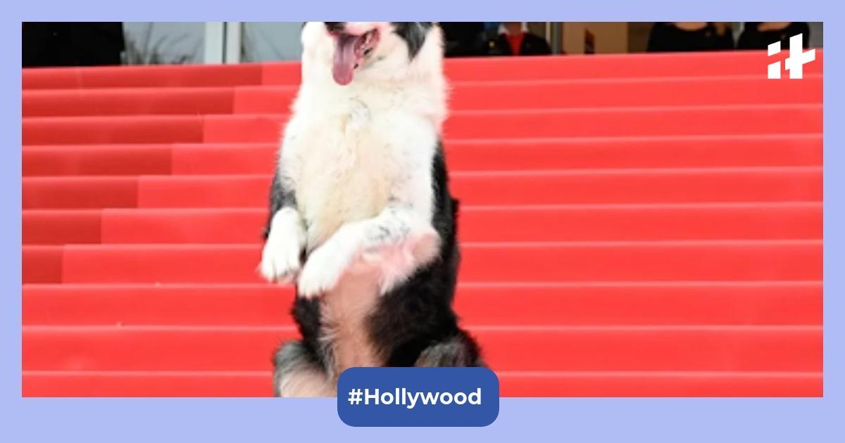 Cannes 2025: Palm Dog Woopets returns to honour iconic canine stars and real-life heroes with collars, cheers and cinema love