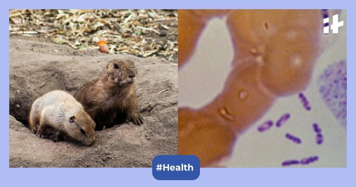 Bubonic plague death reported in Arizona: Is the medieval disease spreading again in America?