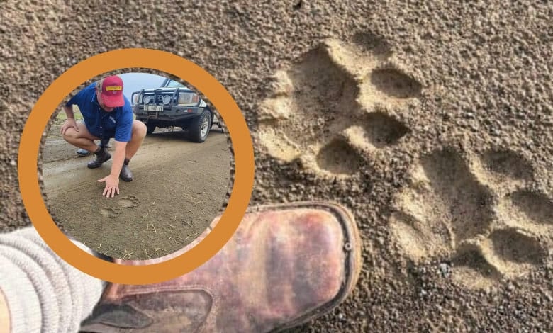 Possible lion sighting near Ermelo sparks concern among residents