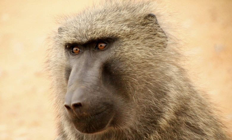 Joburg baboon finally captured after 8 days on the loose