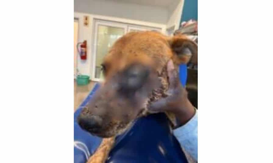 Dog left with one eye after brutal beating in Diepsloot