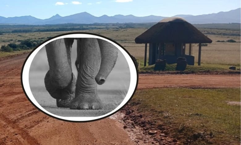 Elephant tramples employee to death at game reserve outside Mossel Bay