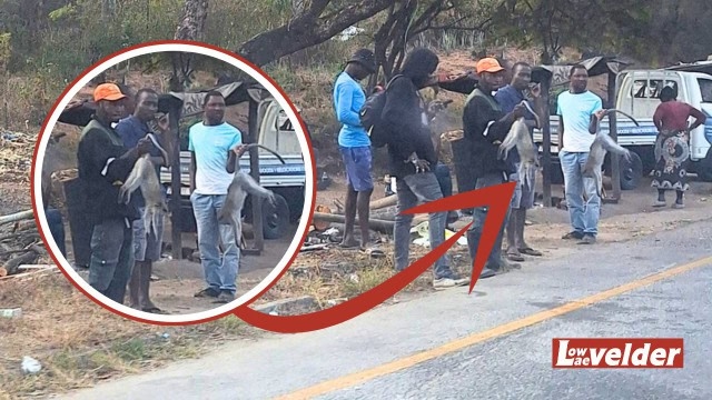 Dead monkeys sold openly on Mpumalanga roadside sparks probe