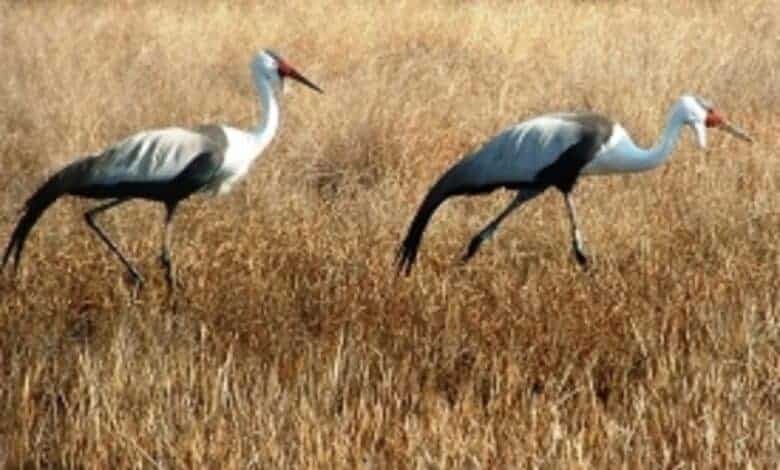 Blue crane numbers plummet as status shifts to vulnerable