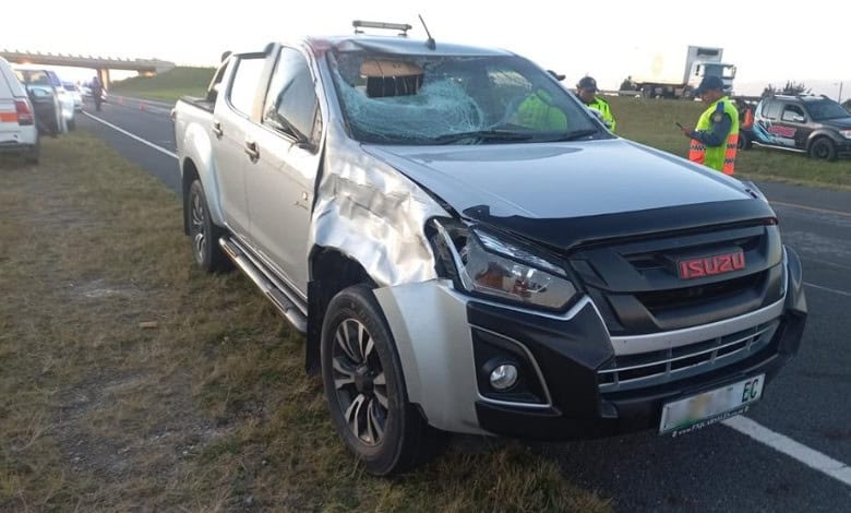 Horses killed in separate N2 crashes near George spark SPCA warning