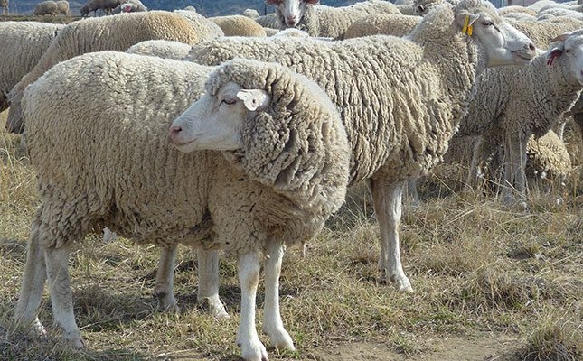 Alleged animal abuse at university farm: Stellenbosch students under investigation