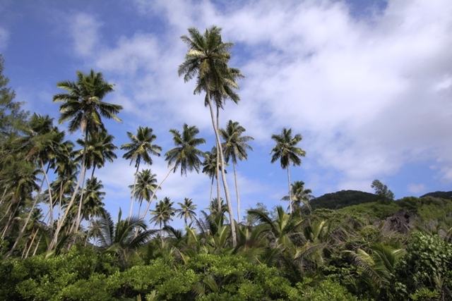 PCA says 100-M coconut tree goal on track, eyes boost in yields and farmer support