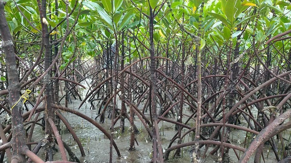 People's Survival Fund Board OKs P99 million for climate vulnerability projects