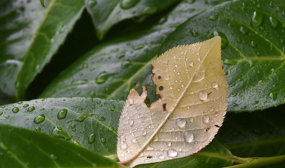 LPA, Habagat to bring cloudy skies, rains over parts of PH