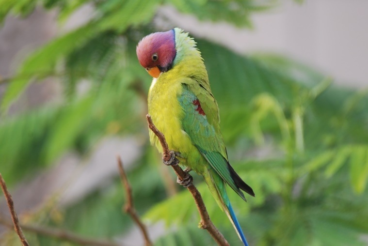 Parakeet rescued from inside Parliament