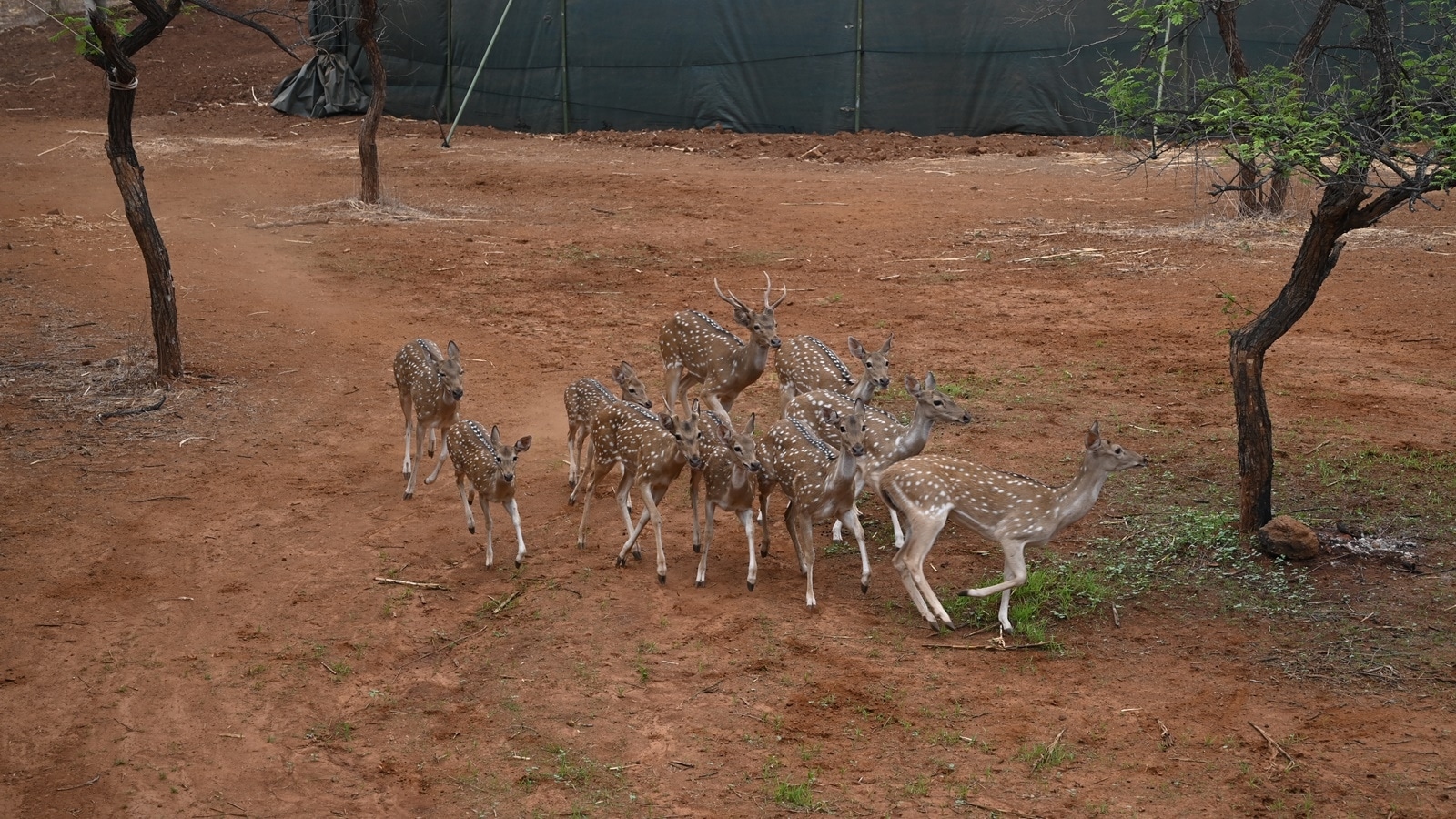 Foot and Mouth Disease caused deaths of 16 spotted deer in Pune zoo, reports confirm
