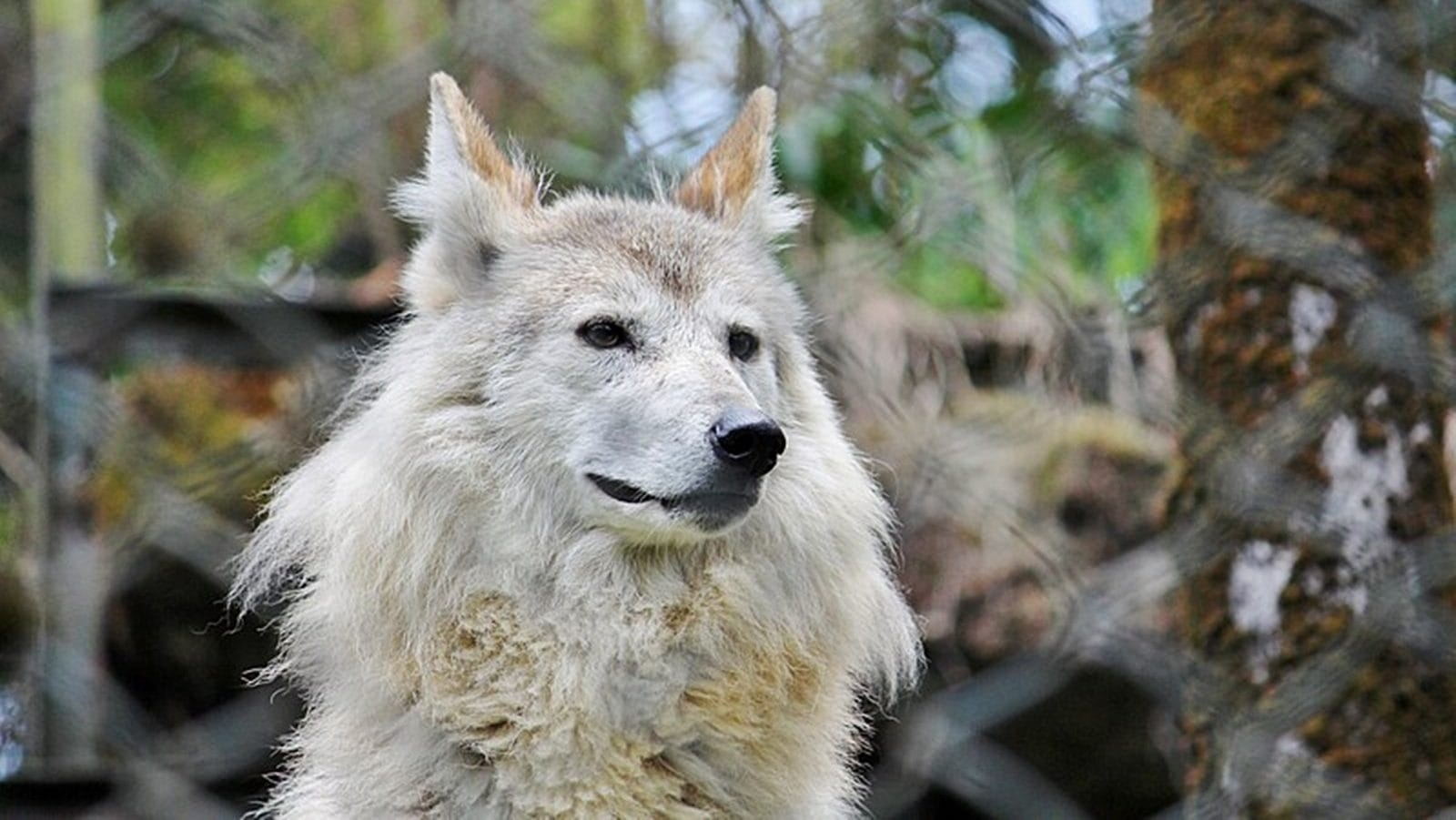 10 rare animals you can only see in India