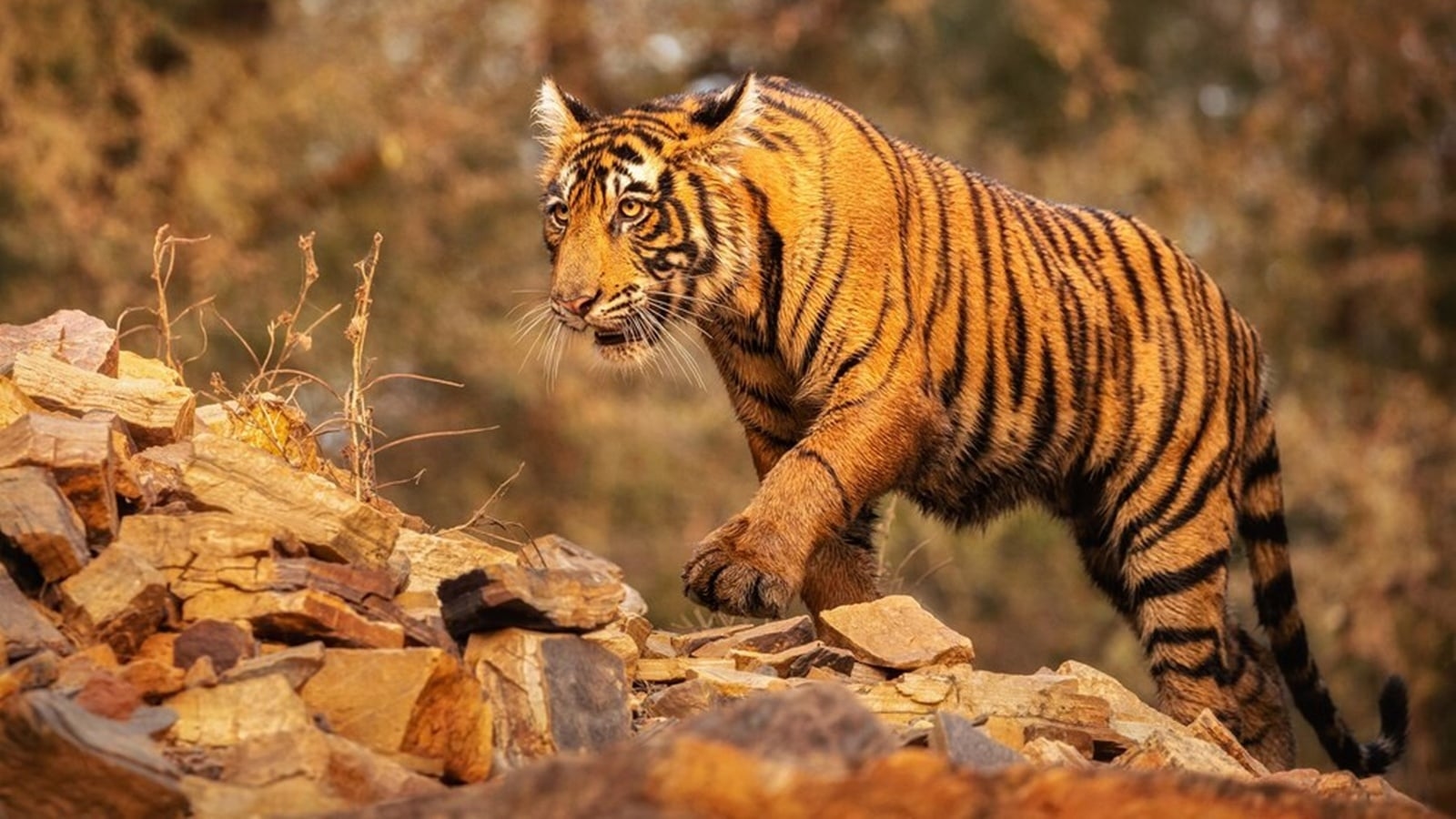 From India's oldest national park to inspiration behind The Jungle Book, 10 places you can spot a tiger in their habitat